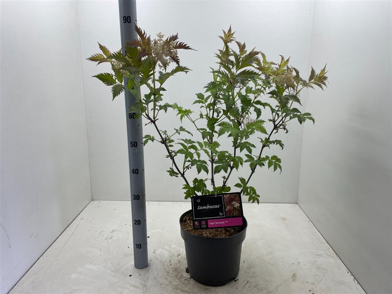 Sambucus nigra 'Serenade' - C7,5